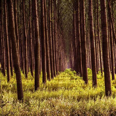 KupinovoZmaj Ognjeni Etno Conceptアパートメント エクステリア 写真